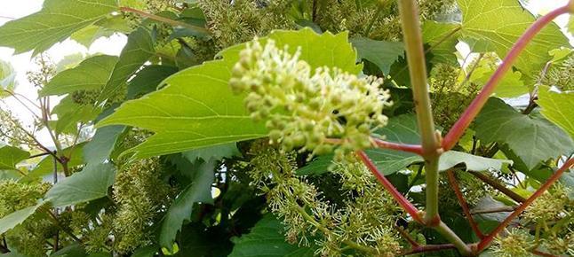 葡萄的开花结果时间及其影响因素（葡萄开花结果的关键期、气候、生长环境与管理）