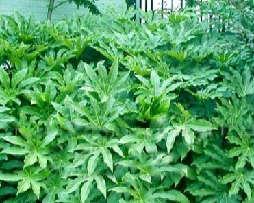 探索陆地植物的奥秘（从种类、适应性、生命周期到生态环境）