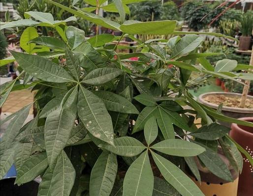 打造富贵生活，从养好植物开始（打造富贵生活，从养好植物开始）