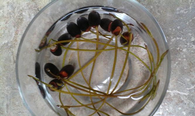 碗莲种子发芽全过程（从种植到开花，一步步教你如何养护）