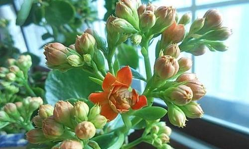 长寿花浇水时间与季节：不同季节如何给长寿花浇水？