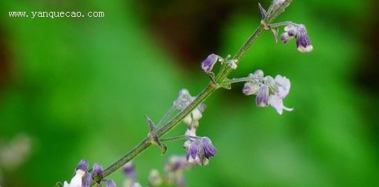 探究香茶菜及其多元化应用（了解什么是香茶菜、香茶菜的别名及其丰富的用途）