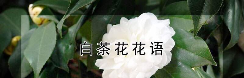白茶花，清香雅韵的花语与寓意（探究白茶花的花语与寓意，品味清新自然的生命之美）