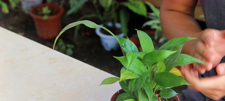 白掌养护小技巧（用啤酒浇更健康）
