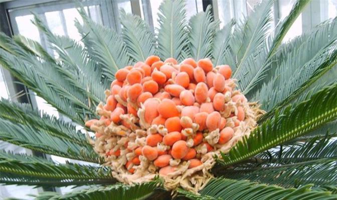 青松并不是裸子植物？（探究青松与裸子植物的关系）