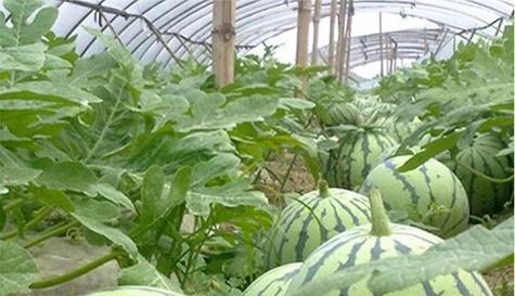 露地西瓜种植的最佳时间（从选择品种到管理技巧，全面掌握种植要点）