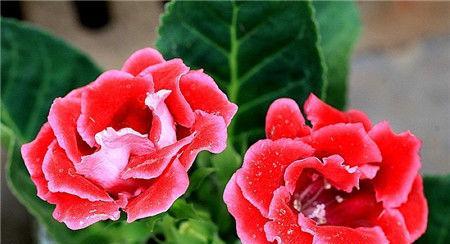 花语探秘（用花语表达爱意，送上真挚情感）