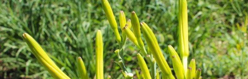 黄花菜的生长周期（了解黄花菜的生长时间及重要性）
