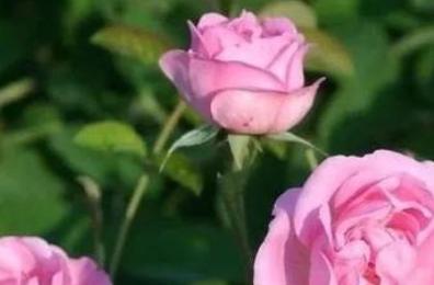 思念之花花语浅谈（探寻花语，了解思念）