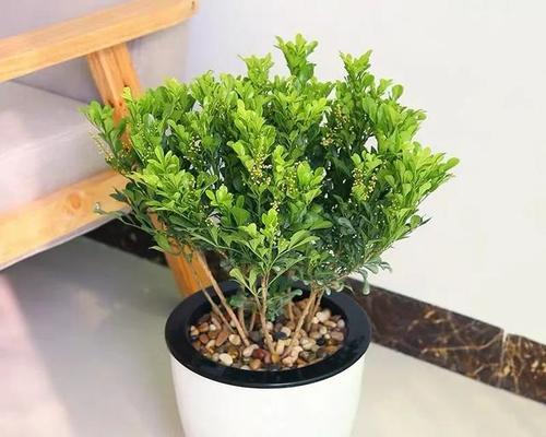 米兰适合室内养殖的秘诀（打造舒适环境，让植物茁壮成长）