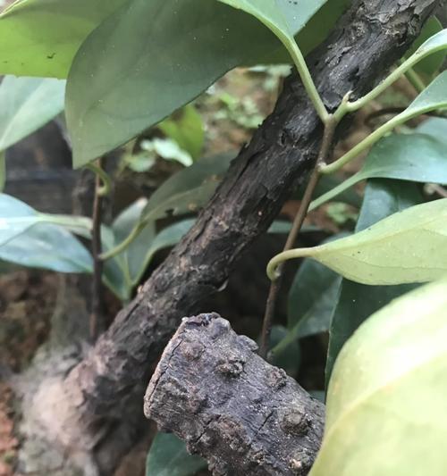 黑老虎开花时机的研究（了解黑老虎开花的季节和环境条件）
