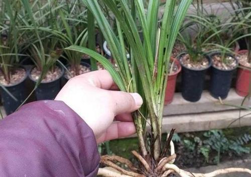 兰花的土壤种植要点（如何选择适合兰花生长的土壤）