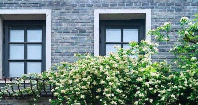 种植木香花，让院子充满浪漫情调（选择适宜的环境条件和种植方式，打造美丽花园）