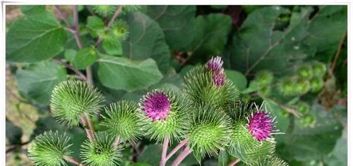 牛蒡种植指南（从适合地区到栽培技巧，全方位了解牛蒡种植）