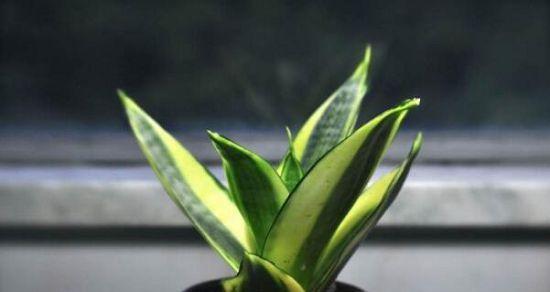 水培虎皮兰的养殖秘籍（学会这些技巧，让你的虎皮兰更旺盛）