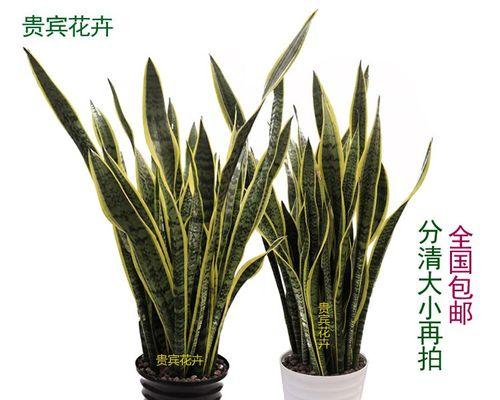 虎皮兰的甲醛吸收能力与方法（绿色植物的神奇清洁技能）