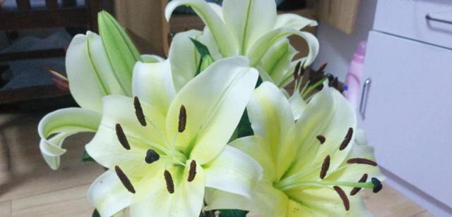 百合花不开花的原因（百合花不开花的几种原因和解决方法）