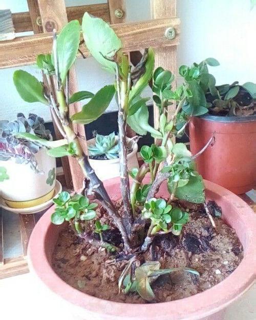 细叶雪茄花叶子干枯的原因和补救方法（探究细叶雪茄花叶子干枯的原因，分享7个补救方法）