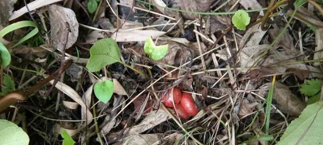 掌握野地瓜成熟时间，享受美味收获（从种植到收获，完美演绎野地瓜成熟过程）