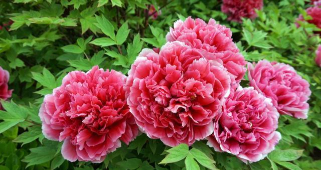 牡丹花期与开花寿命（从花期到生命，了解牡丹花的美丽与神奇）