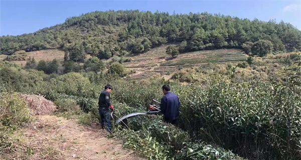 茶叶修剪的技巧与方法（掌握茶叶修剪的要点，提高产量和质量）