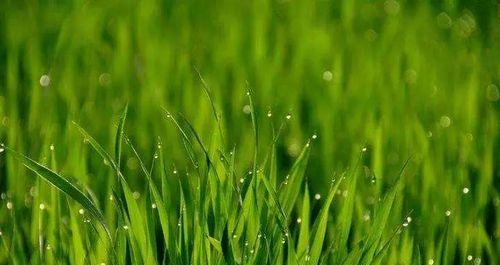 五行属木的植物大全（探秘五行属木植物的特点与用途）