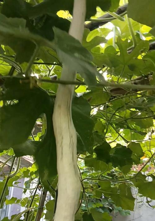 蛇瓜（蛇瓜的味道、营养价值和吃法详解）