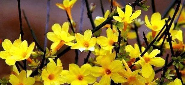 芳香四溢的花卉世界（探索开花香味浓的10种花卉）