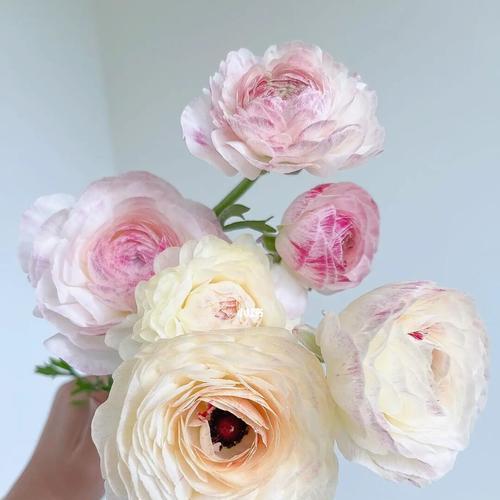 洋牡丹花语与含义（品读洋牡丹，感受不同情感）