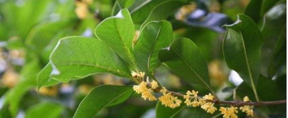 如何繁殖桂花树？（方法与注意事项详解，成功率提高）