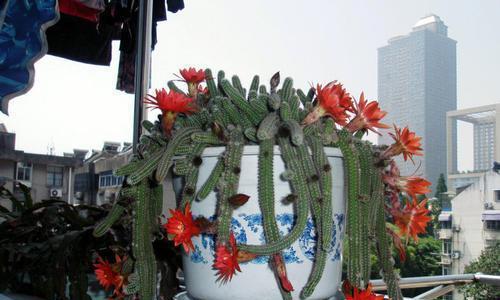 仙人指喜欢阳光吗？（探究仙人指喜欢阳光的原因，以及如何为它提供足够的阳光照射）
