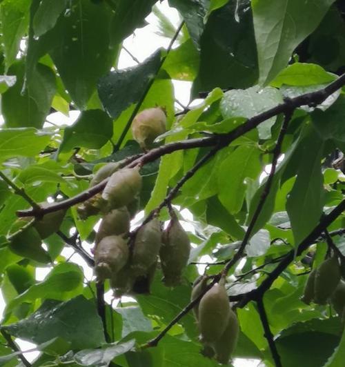 腊梅果实（探秘腊梅果实的食用价值与注意事项）