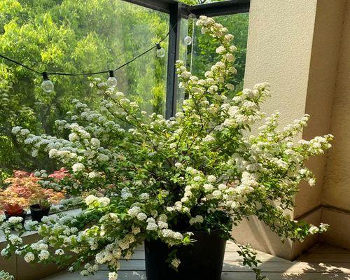 多年生盆栽花卉，美丽与生命的共舞（探秘多年生盆栽花卉，打造居家美景）