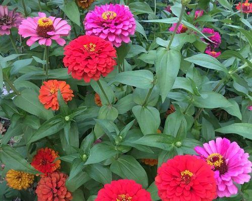 菊花不开花怎么办？（教你一招让菊花开出美丽的花朵）