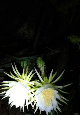盛开如火的霸王花（探寻霸王花的特点与美丽）