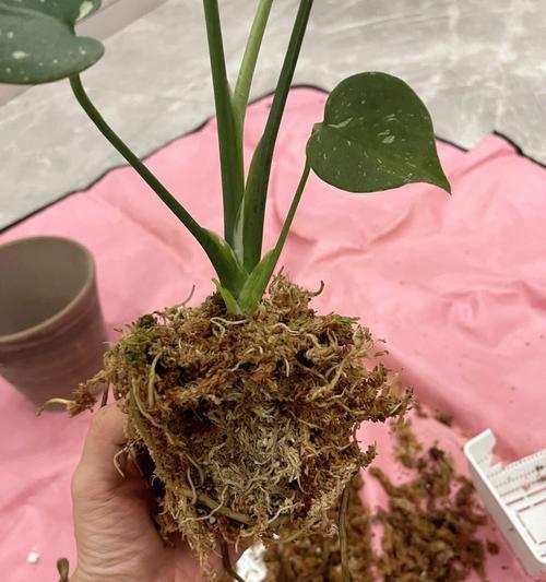 大型盆栽的换土换盆技巧（学会这些方法，让你的植物更健康）