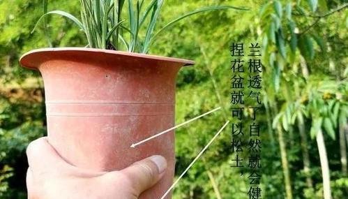 红豆杉僵苗救治方法（如何拯救被荒山废墟中的红豆杉僵苗？）