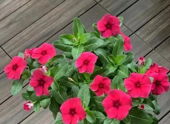 春夏养花，打造美丽花园（阳光花海，给生活添色彩）