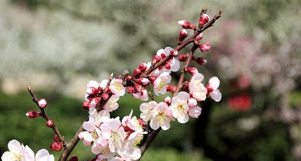 如何选择合适的梅花品种（从色泽、香味、形态、开花时间等角度出发）