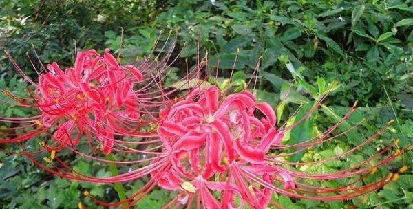 石蒜花盛开时节（探寻石蒜花的美丽和神秘）