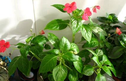 木槿花叶子蔫了该怎么办？（木槿花叶子蔫了怎么救治？教你恢复健康的方法！）