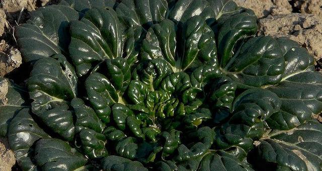 北方适合种什么菜？（探究北方气候环境对蔬菜种植的影响）