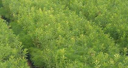 探究柴树——一种常绿灌木植物（特点、分类和应用）