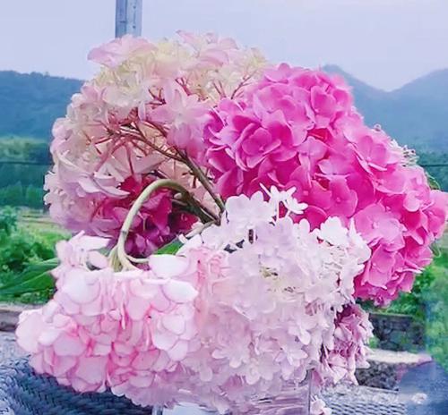 团圆美满——寓意深刻的花语（揭示花之语中的团圆美满主题）