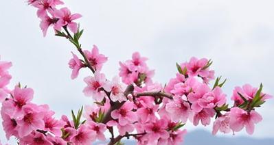 探秘桃花花语与寓意（解读桃花的爱情、友情和人生意义）