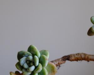 劳尔繁殖方法与注意事项（如何成功繁殖劳尔？关注这些要点！）