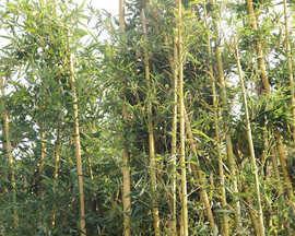 毛竹北方种植探究（适宜性及关键技术研究）