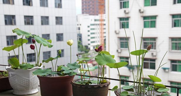 旱莲花有毒吗？室内养护注意事项（解析旱莲花的毒性和适合室内养护的方法）
