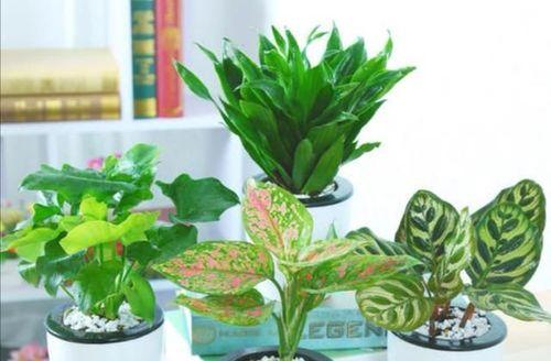 家里大花盆适合种什么花？（打造家里的绿色空间，提升生活品质）