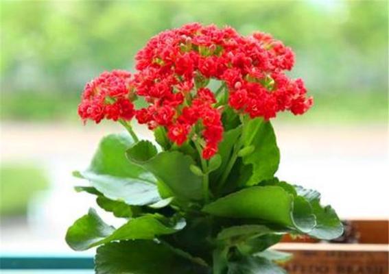 长寿花的浇水周期（合理的浇水方式让长寿花长得更健康）